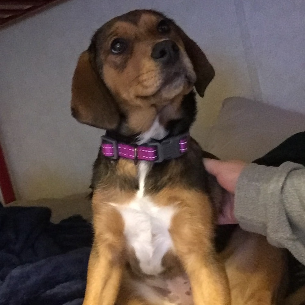 Meet your Posher, Brittney